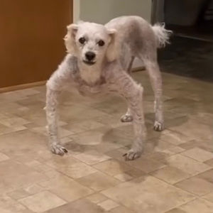 Meet your Posher, Amelia